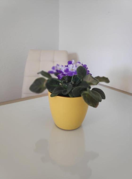 Apartmani Lucica เยเซรา ภายนอก รูปภาพ
